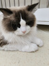 KimPets猫包外出便携宠物外出包猫咪狗狗手提袋斜挎背包猫笼子外带旅行包 防应激 茶色透气太空包-田园绿叶 L（建议0-12斤内宠物） 实拍图