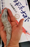 渔吻虾青岛大虾盐冻超大海捕冷冻虾 青虾基围虾白虾生鲜 虾类 3.5斤(净重)  青岛大虾【单只冻】 14-16cm【只只分离】 实拍图