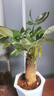⭐【包活】发财树盆栽鲜花绿植物办公室内吸甲醛绿萝文竹水培易养 发财树+高档蓝色吸水盆 实拍图