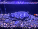 贝森（BESSN）25新款金晶超白玻璃侧滤桌面溪流缸自循环过滤升级干湿分离鱼缸 60*30*30cm6mm桌面缸+灯+滤材套装 实拍图