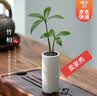 开时果 竹柏小盆景中式创意竹子盆栽 办公室好养桌面植物源头直发包邮 【升级款】竹柏（白筒盆+黑石） 实拍图