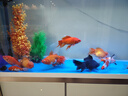 西龙中大鱼缸客厅家用落地懒人生态免换水带柜子一体自循环金鱼水族箱 135CM鱼缸+PVC地柜 实拍图