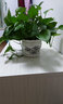 裕轩堂陶瓷花盆个性特大号创意多肉室内简约吊兰绿萝家用阳台绿植带托盘 79098 14厘米左右 实拍图