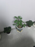 【莎之槿园艺】杜鹃花苗盆栽带花苞四季开花不断室内观花卉绿植植物老桩大棵好养 红色杜鹃+仿木桶盆(带花苞)底托 含盆 实拍图