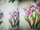 经典全集《彩铅花卉》彩色铅笔绘画入门教程书籍临摹零基础初学者成人温情乐鸟手绘插画多肉人物古风儿童教材京东618活动 实拍图