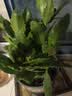御春阁4年大苗带花苞 多肉植物长寿花盆栽绿巴黎重瓣花苗室内阳台花卉 宫灯长寿花（暂时不带花苞） 实拍图