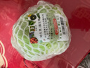 密农人家 农家球生菜新鲜蔬菜沙拉圆生菜健康轻食 北京蔬菜 火锅食材400g 400g 实拍图