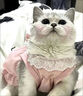阿莫尔猫咪裙子夏季薄款猫咪衣服可爱粉色南瓜裙布偶蓝猫宠物狗狗公主裙 粉色 XL 建议10-14斤  35cm 实拍图