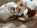 曼赤肯（Munchkin）AD罐头处方湿粮猫狗康复护理维生素产后术后营养易消化粮85g*12  实拍图