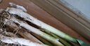 水果蔬菜 新鲜大葱 农家自产 新鲜蔬菜 5斤带·皮大葱 2500g 实拍图