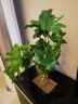 行湘水培绿植盆栽盆景桌面观叶植物春羽3株60-80cm不含瓶 源头直发 实拍图