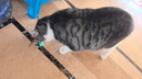 欢宠网 猫玩具猫咪羽毛弹弹力球逗猫棒杆互动自嗨神器解闷磨牙耐啃咬猫薄荷猫猫幼猫小猫宠物用品 绿色1个 实拍图