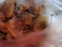 泰明扬新鲜活剥花甲肉蛤蜊肉250g/袋 冷冻无沙花蛤肉蚬子肉 花甲肉 1250g 【固形物80%】 实拍图