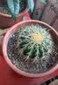 护花匠杀单噻虫嗪绿植花卉补肥杀虫剂杀蚜虫飞虱土壤杀虫剂低毒 300克 实拍图