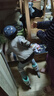 EVERVON轮滑鞋儿童EV088 男女八轮全闪旱冰鞋滑冰鞋附护具 M码 适34-37码 实拍图
