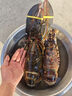 鲟好物 波士顿龙虾大波龙 冰鲜冷冻澳洲大龙虾虾类海鲜水产 3.6-4斤/只 1只大波龙【中秋聚餐】 实拍图