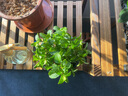 蝴蝶之舞 薄荷盆栽可食用留兰香柠檬薄荷叶可食用新鲜绿植四季常青植物 组合 大盆薄荷+迷迭香(加仑盆) 含盆 实拍图