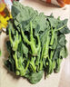 鹿凌青农家新鲜中花芥兰菜应季蔬菜广东芥兰芥蓝好吃下饭菜发顺丰 【顺丰】泡沫箱加冰袋（偏细） 【精选中小兰】4斤 实拍图