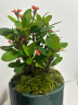 开时果 铁海棠盆栽带花发货 虎刺梅四季开花卉植物盆景绿植源头直发包邮 【铁海棠】旭日东升盆+圆底托 实拍图