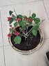 多色重瓣三角梅盆栽花苗耐寒老桩爬藤植物阳台庭院室内外好养花卉植物当年开花三角梅树苗 精品多色 5年精品苗 实拍图