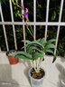 玫绚粉黛石斛兰盆栽带花苞四季开花不断绿植室内阳台花卉易养兰花植物 红泼墨  2苗带多花  带原盆 实拍图