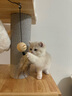 兽牌美居实木猫爬架不占地小户型猫架多层猫树猫窝猫抓板一体带太空舱 美居L【经典款】 实拍图