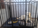 喵先生狗笼中大型犬小型犬狗笼子带厕所家用宠物狗窝围栏狗屋狗狗用品 六面全方管加固款125*95*104cm 实拍图
