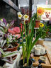水仙花种球年宵绿植花卉室内水培桌面盆栽植物土培种球 水仙种球 【尝新款】水仙种球1个(7-8cm) 实拍图
