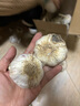 农多鲜河南干蒜新鲜正宗紫皮大蒜 多瓣蒜当季新鲜农产品蔬菜 净重2斤大果 实拍图