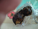 迷你小睡莲根块荷花莲藕种苗睡莲根快 盆栽中大型碗莲莲花 夏季水培植物根茎 室内盆栽水生花卉 带芽发货 蓝精灵 实拍图