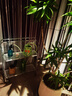 Berry&Bird 不锈钢长嘴浇花水壶家用浇水花卉多肉洒水壶园艺工具 实拍图