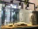boxtech鱼缸爆藻灯龙门架全光谱防水固定鱼缸水草植物补光鱼缸灯照明设备 L-1500【鱼缸120cm-130cm】-不含灯 黑色原生态爆藻灯龙门架 实拍图