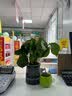 泰西丝绿萝盆栽室内吸甲醛植物长藤大绿萝土培水养客厅花卉吊兰源头直发 实拍图