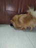NOW FRESH【小型犬粮】去泪痕进口四叶草狗粮宠物比熊柯基柴犬博美泰迪全价 火鸡鱼鸭味12磅 5.44kg 实拍图