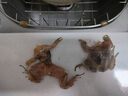 品鲜肴 青蛙肉 生态养殖稻田蛙 鲜活蛙现杀去皮（净膛）淡水生鲜水产 500g净肉（去头去皮去内脏） 实拍图