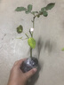 耐寒蔷薇花苗爬藤四季开花室内盆栽室外藤本月季玫瑰花卉易活植物 红双喜 灌木 精品花苗 不含盆 实拍图