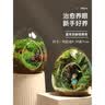 绿荫巷子苔藓微景观生态瓶私人草坪桌面迷你盆栽办公室创意教师节礼物神奇 【成品】苔藓数羊 实拍图