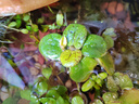 疯狂水草（FKSC）浮萍活体水草一叶莲水芙蓉植物养龟鱼池造景直接入缸水上烟花 浮萍水草套餐一 实拍图