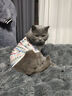 普安特猫咪眼药水狗狗宠物结膜炎清热眼屎体臭口臭口炎尿黄贝朗明卡瓦宁 实拍图