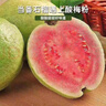 思卓（SIZHUO）红心软芭乐 广东番石榴新鲜水果健康轻食土巴乐软糯甜心单果130g+ 红白芭乐双拼4.5-5斤装 实拍图