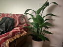 植男植女天堂鸟盆栽客厅室内大型落地绿植真花办公室鹤望兰源头直发 实拍图