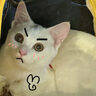 佳乐滋猫用品双层猫砂盆套装猫厕所干湿分离全封闭奶盐绿特大号 实拍图