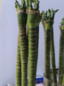洁妍观音竹植物盆栽水培富贵绿植室内办公桌面绿色阳台客厅观赏四季 观音竹3棵不含瓶 实拍图