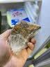金篮子百代鸡600g 实拍图