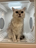 UCAT宠物烘干箱猫咪烘干机家用静音狗狗吹风神器洗澡自动开门宠物用品 70L豪华版 6面烘干【7仓直发】 实拍图