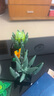 乐高（LEGO）积木拼装10309 肉质植物男孩女孩玩具生日礼物 实拍图