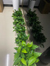 绿有意绿萝盆栽除甲醛室内好养花卉植物绿萝批发办公室新房装修净化空气 180#红色储水盆4盆+4肥 带盆带土发货 实拍图