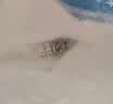 led模组吸顶灯灯板灯芯 改造led灯贴灯盘24W36W 圆形灯管贴片光源 LED贴片圆环型24W三色(27CM 其它_其它 实拍图