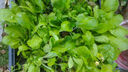 【随种随吃】快菜四季奶油快菜耐热抗病蔬菜快速生长蔬菜种子 快菜种子 3包约3000粒 实拍图