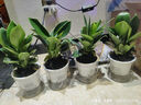 绿有意金钻盆栽植物水培绿植花卉多肉办公室内去吸除甲醛铂金钻绿公主 【4盆推荐】金钻+早安盆+营养液 含盆 实拍图
